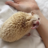 Green kiwi